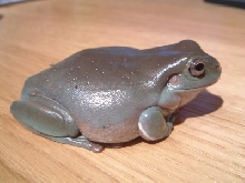 Chabo, the Indo White's Tree Frog