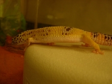 Unnamed New Leo