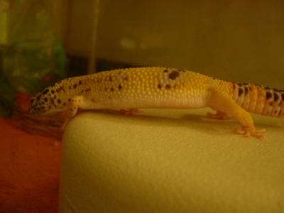 Unnamed New Leo