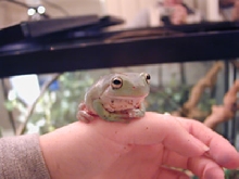 Baby Wabo