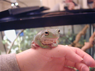 Baby Wabo