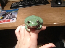 Wabo, the Australian White's Tree Frog