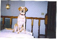 My yellow Lab Eva