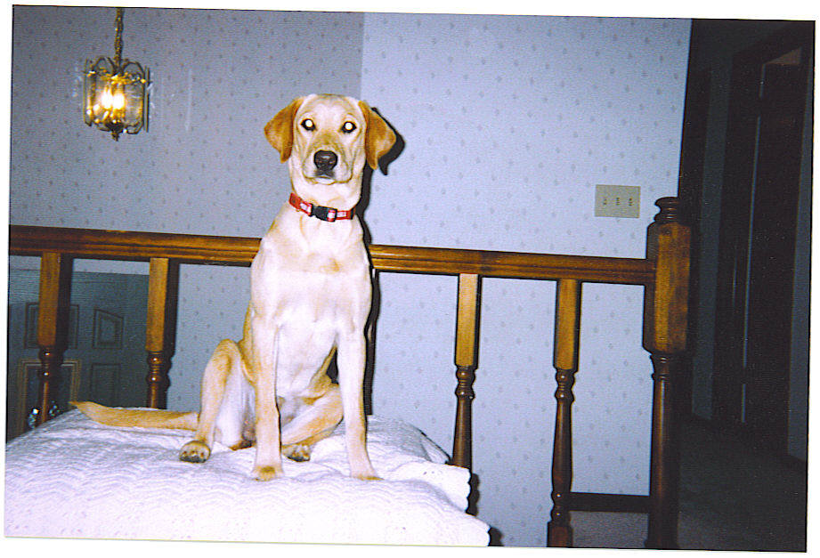 My yellow Lab Eva