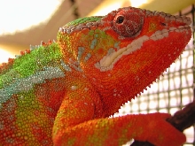 NEON