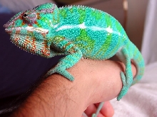 Houdini