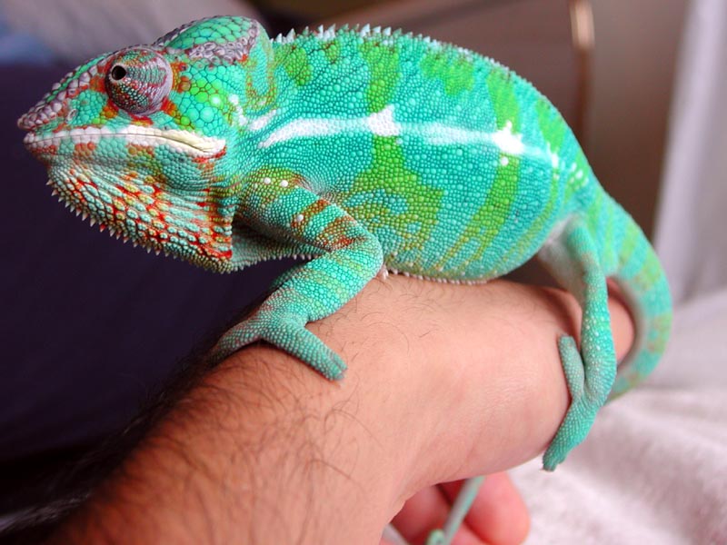 Houdini