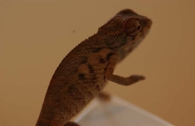 2 month old bbambilobexankaramy cross