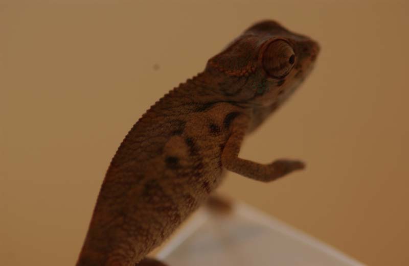 2 month old bbambilobexankaramy cross