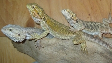 my beardies