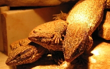 red ackies
