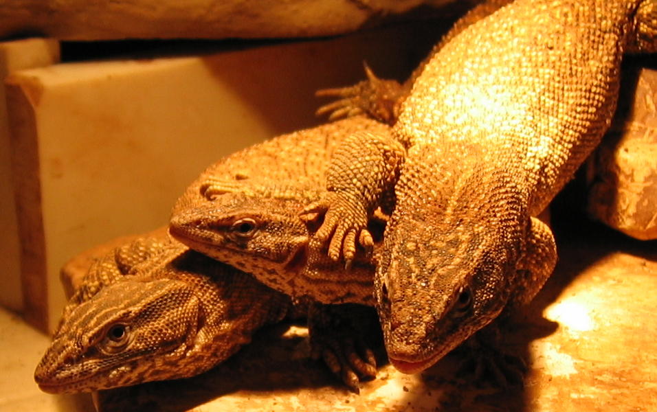 red ackies