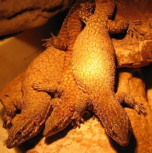 red ackies 2