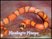 Hypo Honduran