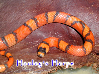 Hypo Honduran