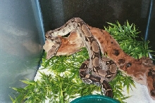 my Phyllis