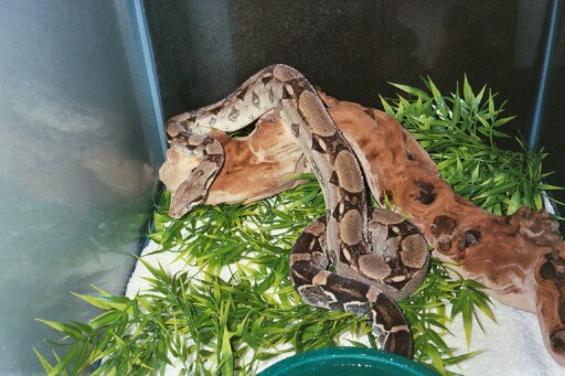 my Phyllis