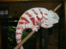 Casper