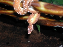Jayapura Type