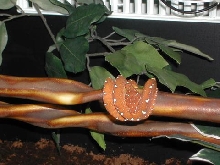 Jayapura GTP