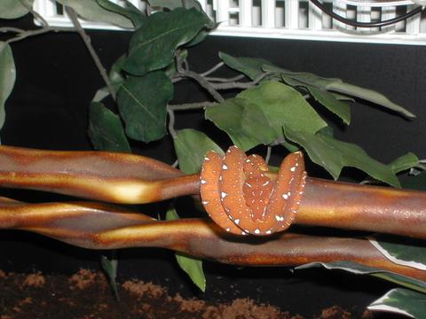 Jayapura GTP