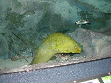 moray eel