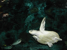 sea turtle