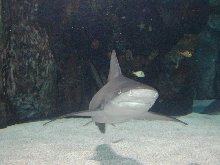 shark