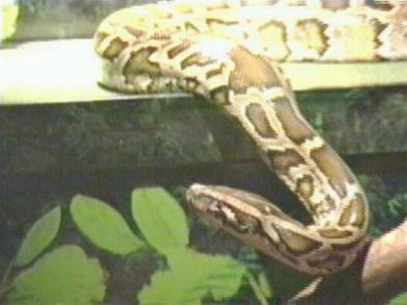 Sasha in Wildlife Centre