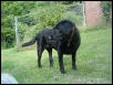 Raven ("The Cute")