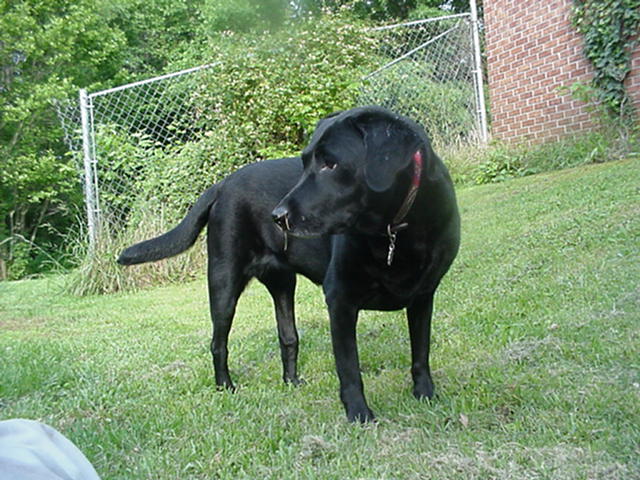 Raven ("The Cute")