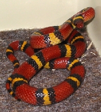 sk01