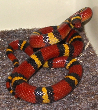 sk01