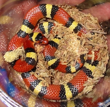 sk05