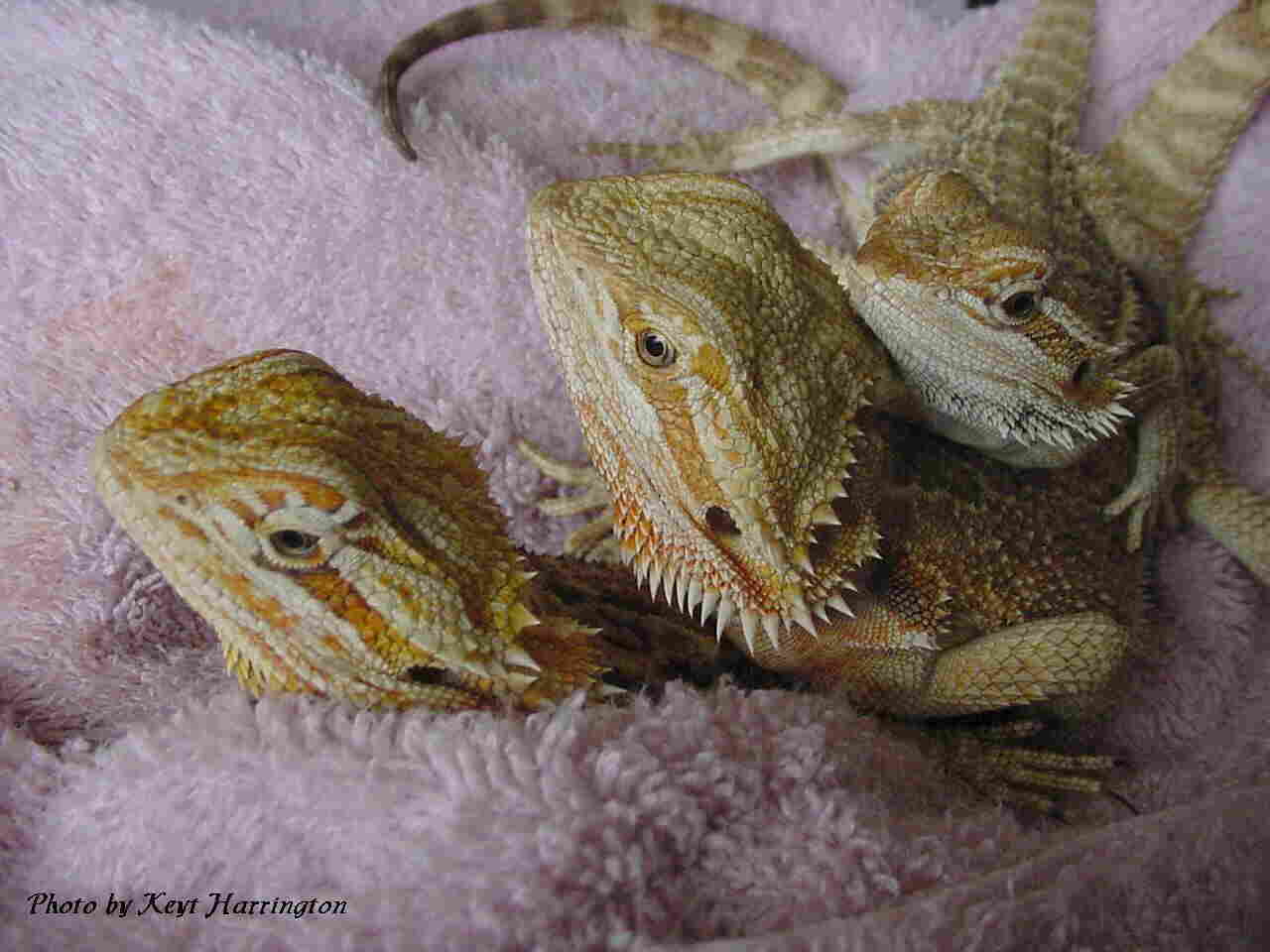 Juvis after bath