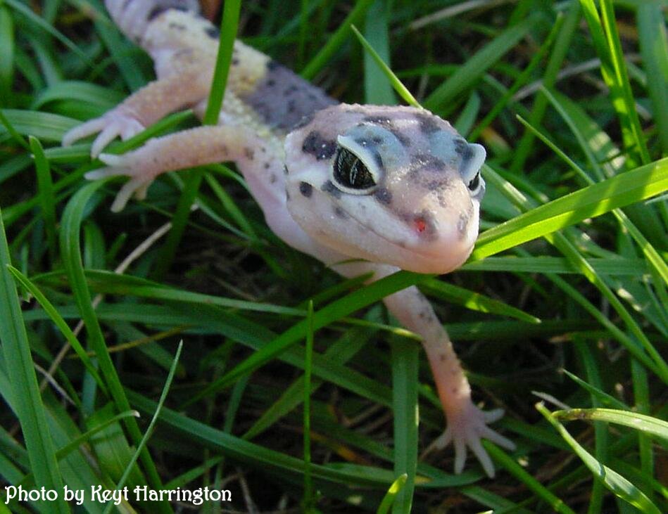 Tricksi Closeup