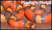 Hypo Tricolor