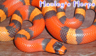 Hypo Tricolor