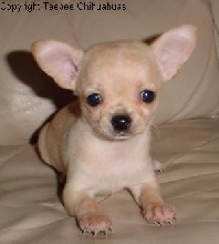 chihuahua puppy