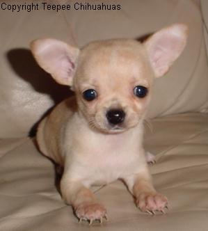chihuahua puppy
