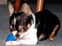 show chihuahua