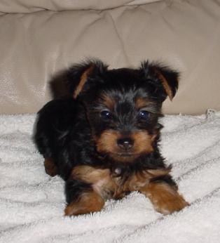 silky puppy