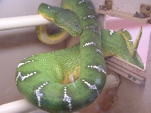 Emerald female