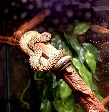Male Hispida
