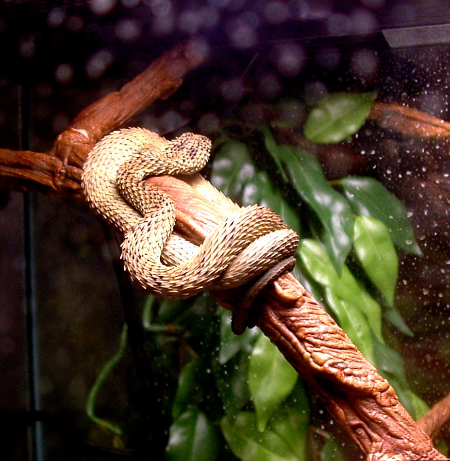 Male Hispida