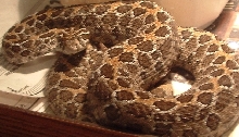 My female poly.