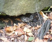 Black Timber Rattlesnake
