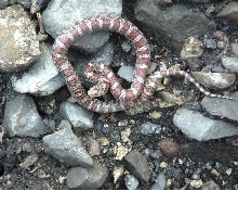 Eastern Milksnake out basking.