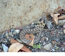 Little Eastern Hognose