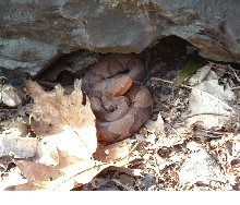 Northern copperhead